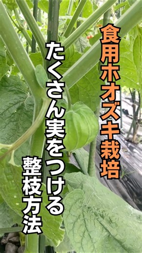 【家庭】食用ホオズキの仕立て方_脇芽編 #家庭菜園 #ホオズキ #shorts