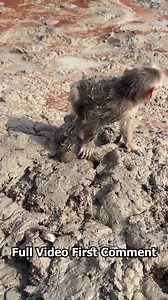 51K views · 594 reactions | sadness | Wildlife Animals | Facebook