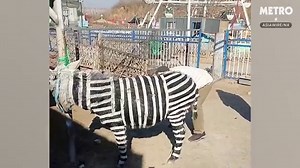 Chinese zoo paints donkey to look like a zebra