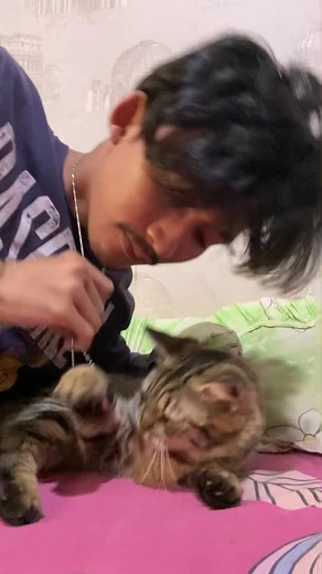 Caring for a Sensitive Striped Tabby Cat