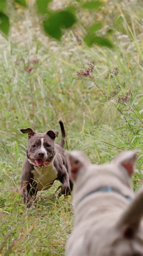 Nothing raises your heart rate like two dogs sprinting toward each other at full speed. A hug? A crash? A last-minute plot twist? Even they don’t know until the final second 😂 #SquarePetStory #DogPOV #FunnyDogVideo #DogBehavior #PetParentLife #DogZoomies #RelatableDogContent | SquarePet