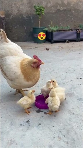 Hen's family #HensFamily #PoultryLife #FarmAdventures