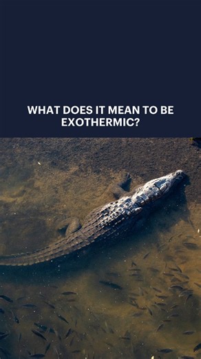 4.4K views · 36 reactions | Why do crocodiles spend so much time...