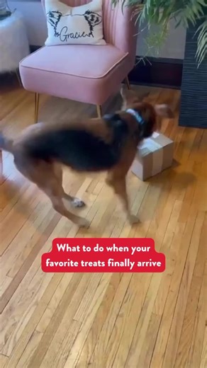 She knows what’s the best ritual to enjoy Visionary Pet’s freeze-dried & biscuit treats! Has your dog tried them yet? 👉 Visit our profile to discover a wide variety of low-carb dog treats & food. You won’t regret it ❤️🐾 #dogtreats #trainingtreats #dogtreat #dogtreatrecipe #dogtreatsfordays #naturaldogtreats #healthydogtreats #healthydogsnacks #dogreels #dogreelsofinstagram #dogreelsofinsta #funnydogvideos #funnydogvideo #funnydogreels #dogvideos #dogvideosofinstagram #dogvideooftheday #funnydo