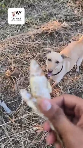 Lickies Pet Munchies | Dog enrichment supplies on Instagram: "POV: When your pet’s favourite treats are finally restocked 😍🐕 Refill alert 🚨 All products are available now! 🌟 Packed with natural probiotics 🌟 Enriched with essential vitamins 🌟 Supports digestive health Because healthy dogs = happy families! 🏡 💫 FIRST TIME HERE? Use code WELCOME10 for 10% off 👉 Order today: lickiespetmunchies.in 💬 Questions? WhatsApp us