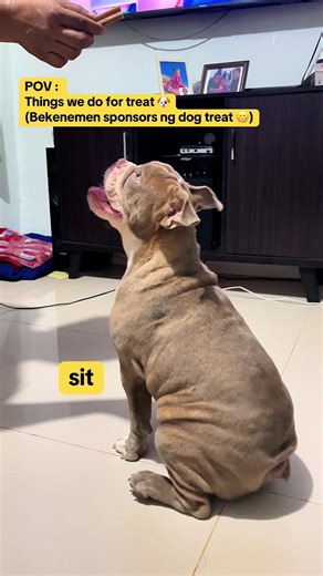 Hey Hooman! I don’t do things for free 😎 #dogtraining #dogtrick #englishbulldog #dogtreats #dogsoftiktok #puppytraining #dogtutorial #creatorsearchinsights