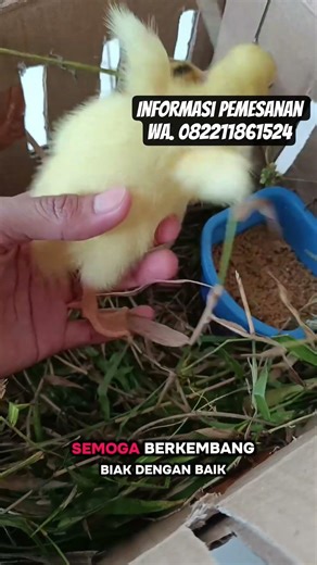 SEPASANG ENTOK JUMBO🐣✅ #mentokpakem #entok #entoktronton #farming #duck #pets #fyp