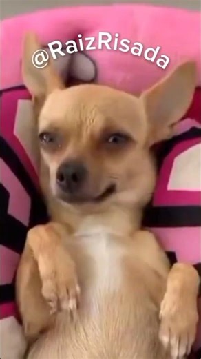 Deolane PRENHA! E o cadastro do BOLSA RAÇÃO acaba em confusão 👀🐶☺️