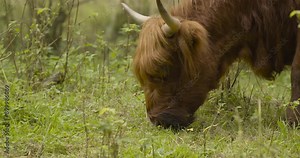 A Grazing Yak walks through the Pasture and eats Fresh Grass.