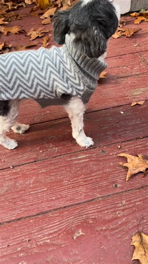 Jumpy! 🤣😆 . . . . . #jumping #dog #cute #doglife #littledog #pets #funnyanimals #doggo | Little Luna and Lola