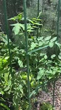 How to: Keeping chipmunks, squirrel and deer off my tomatoes