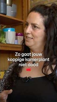Zo gaat jouw koppige kamerplant niet dood - Editie NL