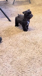 Looking for home | Richmond Kennel