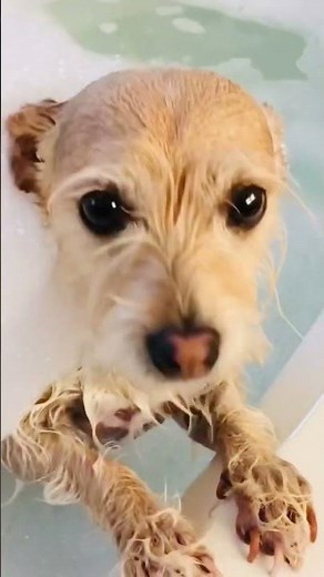Cute Dog Video Puppy’s Bubble Bath Time!