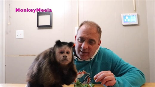 17K views · 698 reactions | Capuchin Princess MonkeyMeela enjoys her Thanksgiving dinner! MonkeyMeela wants to tell everyone Happy Thanksgiving in her on vocal way! MonkeyMeela is so cute! All of us from the MonkeyBooCrew hope everyone has wonderful Thanksgiving! | MonkeyBoo | Facebook