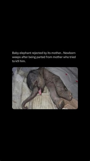 Horrors on Instagram: "A newborn elephant in China’s Shendiaoshan Wildlife Sanctuary was left heartbroken after being rejected by his mother just minutes after birth. Caretakers initially thought the attack was accidental, but when they tried to reunite them, the mother tried to trample him again. The baby was quickly rescued and treated for his injuries. What stunned keepers most was what happened next — the calf reportedly cried for hours, refusing food and showing clear signs of distress. It 