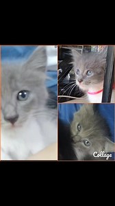 Caso externo Soy GRISELDA una hermosa gatita grisesita rescatada BUSCA HOGAR RESPONSABLE Y PARA SIEMPRE Tengo 2 meses y medio de edad Soy peludita, con mi carita redonda y unos preciosos ojitos grises Como pepitas Nutrapro Uso arenero Soy sociable Super juguetona Estoy desparasitada Compromiso de esterilización Más información al 0992883355 Se da con kit de bienvenida Compartir  | Adopción Animal Guayaquil - AG | Facebook