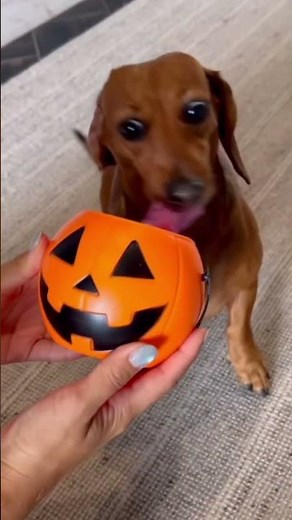 The cutest costume haul you’ll ever see! 🎃 ‪@theweens‬ #halloween #petsmart #anythingforpets