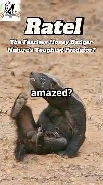Ratel: The Fearless Honey Badger! Can Anything Stop Nature’s Toughest Predator? #ratel #animals