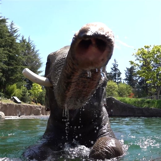149K views · 14K reactions | Happy birthday Samson! The biggest birthday boy is 27 this week. Best known around the zoo lately as Tula-Tu’s dad, Samson is also an important mentor to Samudra, the younger male elephant in the family. | Oregon Zoo | Facebook