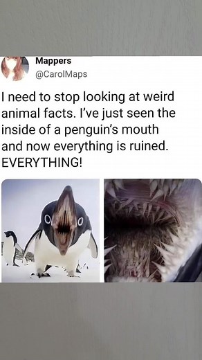 Have you ever seen the inside of penguins mouth? #fyp | inside of a penguins mouth