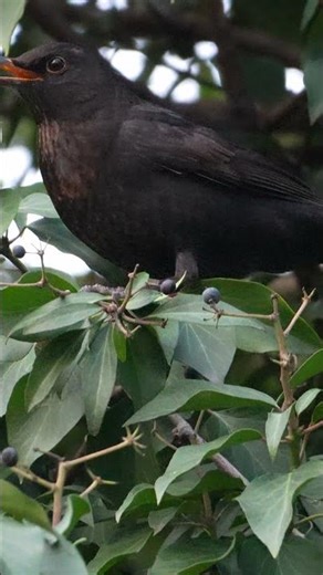 merlo con bacca - blackbird with berry #birds #prettyfunny #nature #wildlife