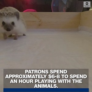 37K views · 344 reactions | Forget cat cafes—at this Moscow coffee shop, visitors can pay less than $10 to play with hedgehogs for an hour while enjoying their beverages. https://abcn.ws/35xVteo | ABC News | Facebook