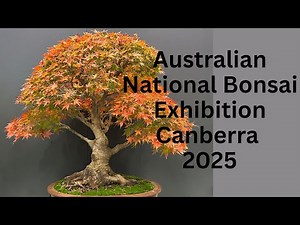 Magnificent Bonsai Exhibition 2025 – Australian National Convention Walkthrough! Must-See Trees!