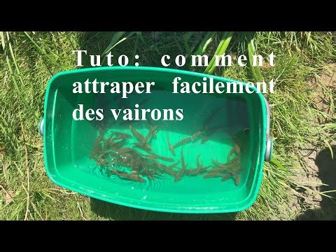 Tuto: Comment attraper facilement des vairons