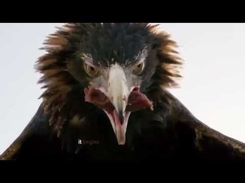 Eagle Documentary | King of the Skies and Master Hunter