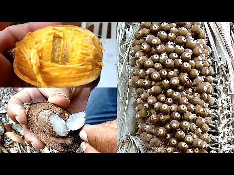 Corozo, Nectar Oil Coconut, Coquito, Oil Coconut, Corozo, Corozo guacoyul, Savannah Coyol