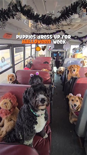 The pups on the dog bus are joining us for Halloween week, and it’s total cuteness overload! 🎃👻 Don’t forget to head to our stories and vote for your favourite costume in our Halloween contest! 🐾 | ruffandpuffyyc