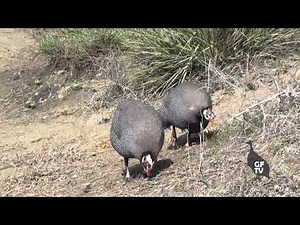 Season 3 | Episode 3 ... Nesting, Sounds & Spring Chasing