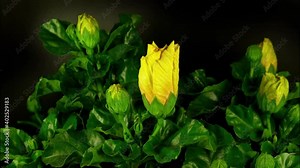 loopable timelpase of yellow persian buttercup flower