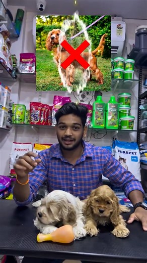Kiran m killiketar on Instagram: "Exotic breed, extraordinary charm 🐶💫 American Cocker Spaniel at Pet House Hubli #pethousehubli #exotic #puppy"