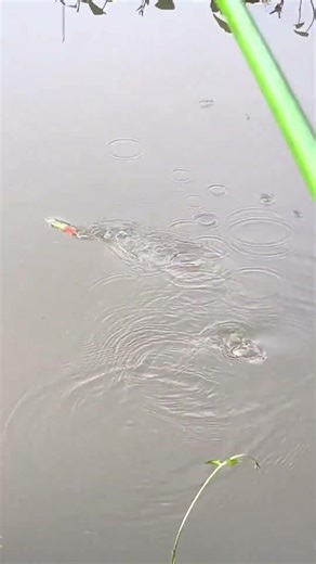 Fishing builds character… slowly #fishing #eelcatch #trending #carp