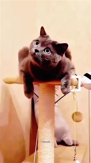 Brave Cat Adventures: A Funny TikTok Compilation