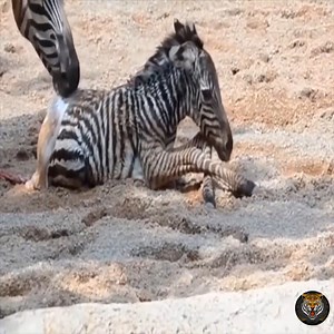 162K views · 2K reactions | Primitive Life - Zebras Give Birth And The First Steps Of Baby Zebras  Join our group : Animals Life | Animals Kingdom | Facebook