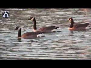 Bernaches du Canada et Canards Colverts nageant dans un étang