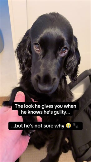 How does he make me feel bad when HE did the crime… I forgive him every single time 😭🐾 #cockerspaniel #puppylife #dogtok #puppydog