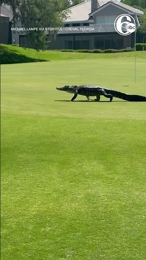'Welcome to Florida': Alligators Stroll Through Golf Course