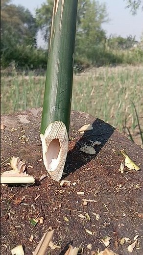 Bamboo cut diy tricks #bamboo #diy