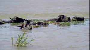Close-up of herd of Water buffalo (Bubalis murrensis) in the Danube river. 4K-60fps. Ermakov island, Danube Biosphere Reserve in Danube delta, Ukraine
