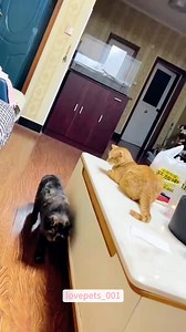 Two funny cats.#cat #cats #catsoftiktok #fyp #viral #usa #fypシ #funny #foryou #funnyvideos #funnytiktok #funnyanimals #cute #funnypets Two funny cats.#cat #cats #catsoftiktok #fyp #viral #usa #fypシ #funny #foryou #funnyvideos #funnytiktok #funnyanimals #cute #funnypetsontiktok | Animal World