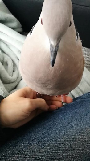 Close-up Pet Dove Cooing Sounds | My Favorite Human Interaction