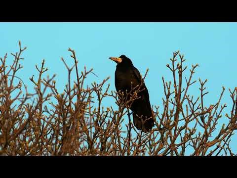 ROOKS IN THEIR ROOKERY