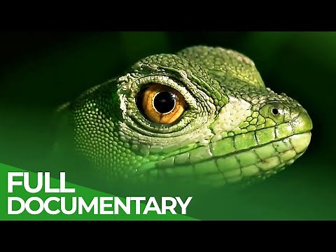 Tropical Natural Paradise: Panama & Costa Rica | Free Documentary Nature