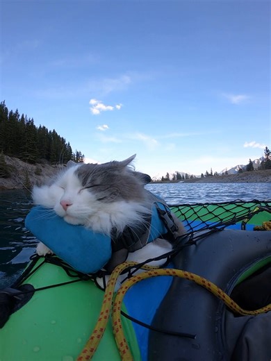 This guy takes his cat on adventures but he just sleeps right through them