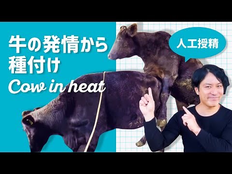 【解説】牛の発情から種付けまで（人工授精）