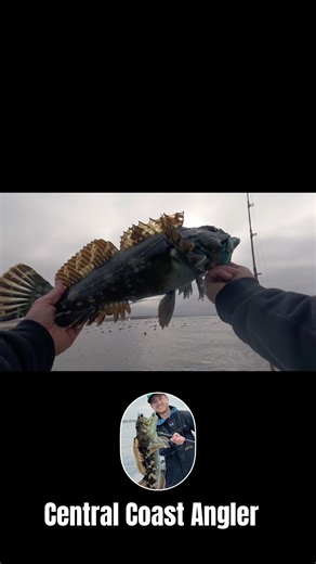 Ling Cod Land 💪 #fyp #shorts #fishing #ocean #explore #fun #live #california #education #diy #fish